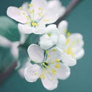 Meet your Posher, Faith